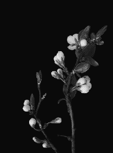 tumblr_nlbexhlfen1tf67l3o1_400