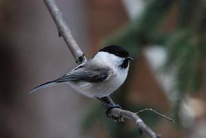 Pitigoi_de_munte2_foto_Szabo_Jozsef